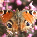 Papillon (mort)