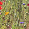 Fleurs des champs, centre Bretagne
