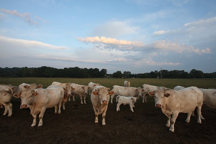 Vaches, Châteauneuf