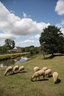Moutons au bord du canal d'Ille et Rance