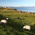 Moutons, Ile de Islay, Ecosse