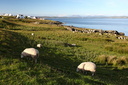 Moutons, Ile de Islay, Ecosse