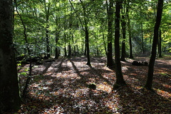 Sous-bois, forêt du Mesnil