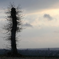 L'arbre, Saint Suliac
