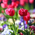 Tulipes, jardin des douves