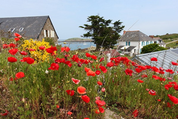 Coquelicots, Chausey