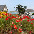 Coquelicots, Chausey