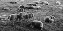 Moutons, Dordogne