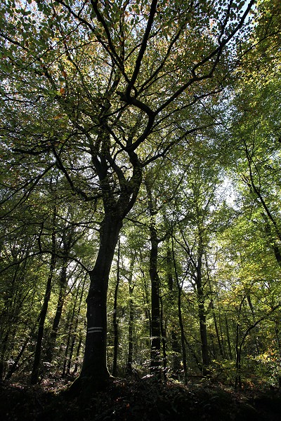 Forêt du Mesnil